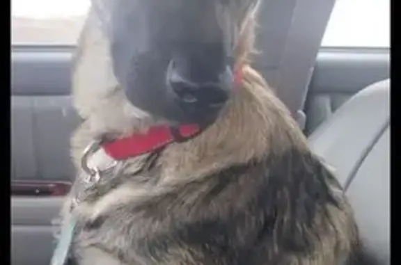 Lost German Shepherd: West Greenfield Ave