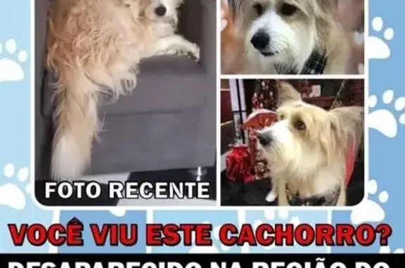 Cachorro Perdido: Ajude a Encontrá-lo!