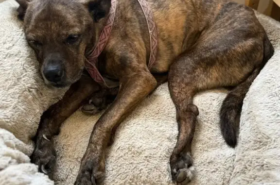 Lost: 16-Year-Old Brindle Dog in Miami