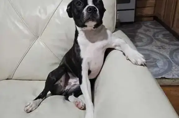 Lost Boston Terrier: Jamaica Av, Brooklyn