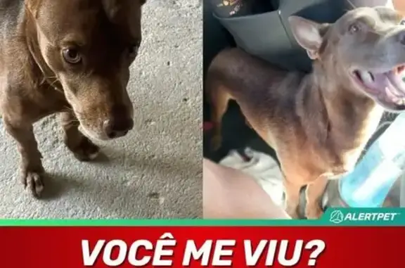 Cachorro Perdido no José Walter: Ajude!