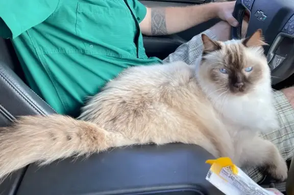 Missing Ragdoll Cat: Sweet 12-Year-Old