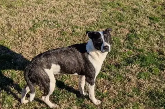 Lost Dog: Black & White, 40 lbs, Chattanooga