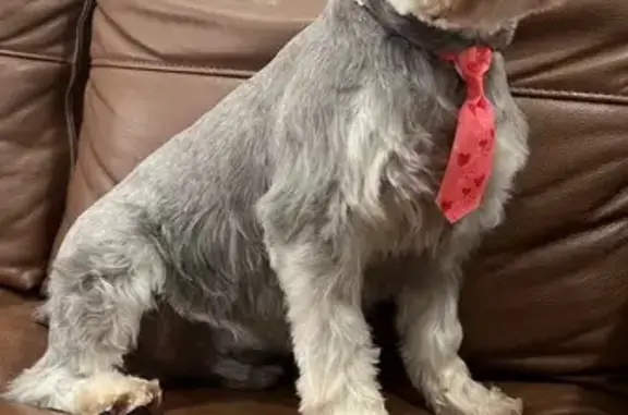 Lost Schnauzer: Black & White, Houston