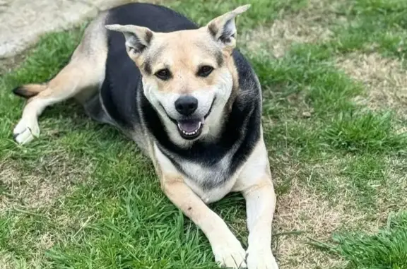 Help Find Maddie: Lost Dog in Camden, AR