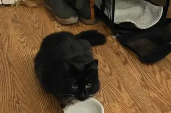 Friendly Black & White Cat Found in Rochester