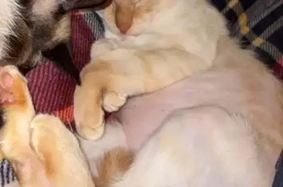 Chat perdu, Aulnay-sous-Bois, photo: Chat mâle 3 ans perdu à Aulnay-sous-Bois