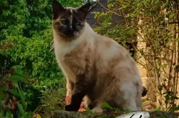 Chat perdu, Sarzeau, photo: Chat perdu à Sarzeau : harnais rose