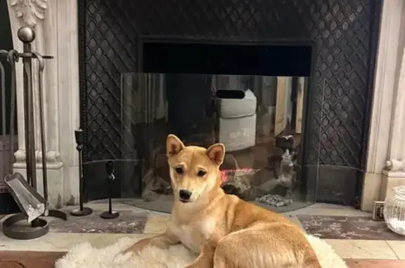 Chien perdu Dieppe, photo : Shiba femelle 6 mois perdue à Dieppe