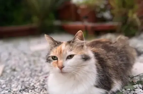 Help Find Sophie: Missing Calico Cat!