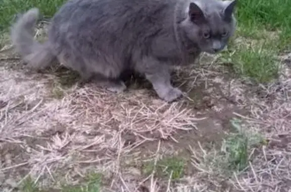 Chatte grise disparue à Latillé - photo