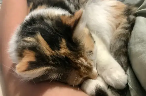 Lost Cats in Shellharbour | Find Missing Cats | Pet911