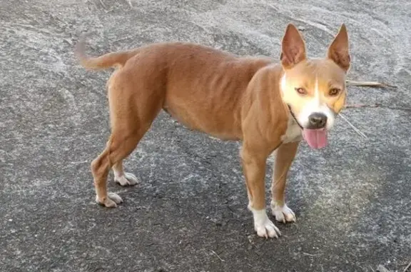 Chien trouvé et sécurisé à Saint-Benoît - photo