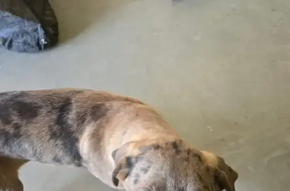 Jeune chien bringé trouvé à Saint-Rambert - photo