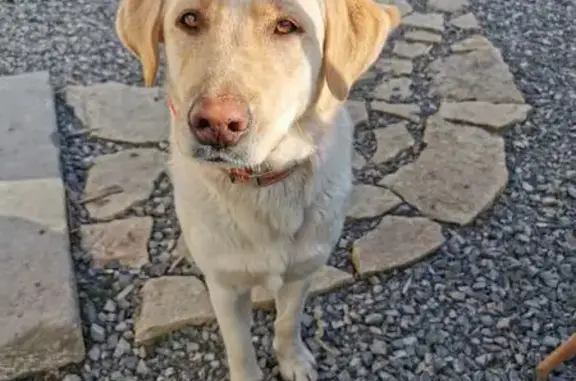 Animaux perdus , photo: Labrador sable disparue, vue avec un homme