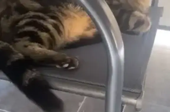 Chat perdu, Le Luc, photo: Chat tigré mâle disparu au Luc