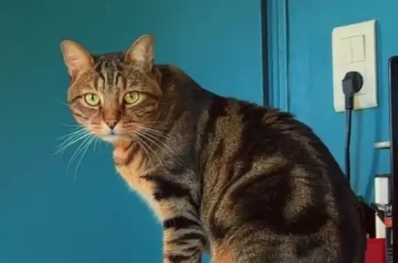 Chat européen perdu à Taintrux - photo