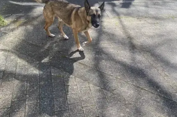 Animaux trouvés Tulle, photo: Chien type berger malinois trouvé à Tulle
