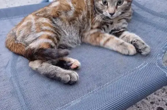 Animaux perdus Saâcy-sur-Marne, photo: Chaton tigré/roux disparu à Saâcy-sur-Marne