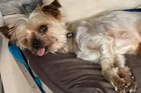 Chien perdu Rieux, photo : Yorkshire mâle perdu à Rieux