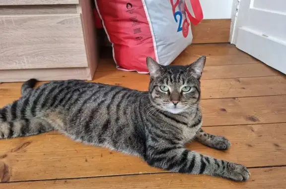 Animaux trouvés Croix, photo: Chat errant trouvé Rue Eugène Duthoit