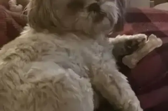 Lost Shih Tzu: Help Find Our Sweet Girl!