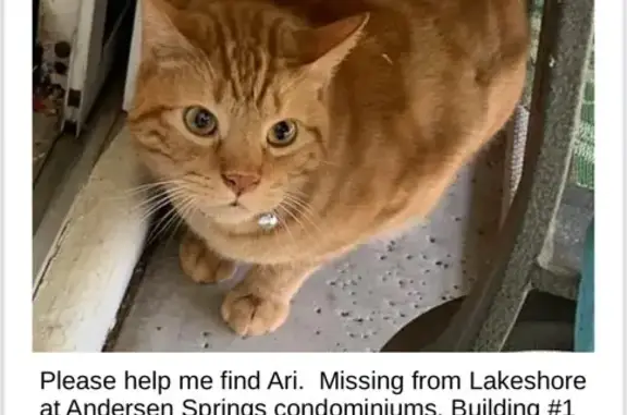 Help Find Ari: Missing Indoor Cat