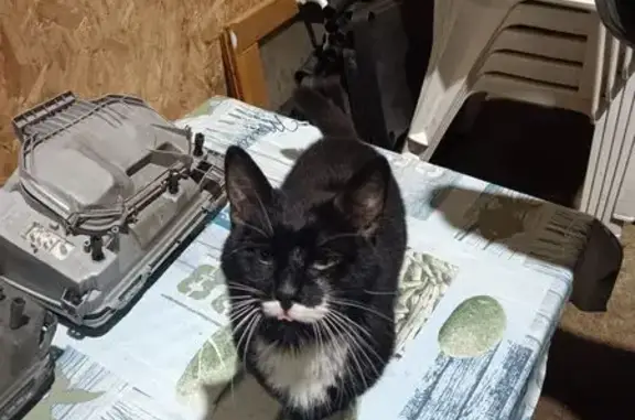 Chat perdu, , photo: Chat perdu : demi-moustache, pattes blanches