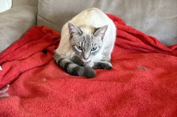 Petite chatte aux yeux bleus perdue à Vourey - photo