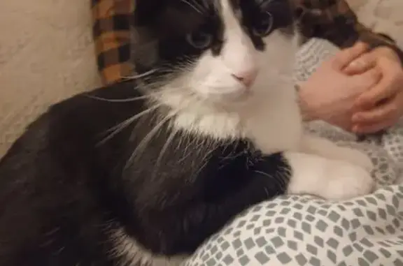 Animaux perdus Tourcoing, photo: Chat câlin disparu à Tourcoing
