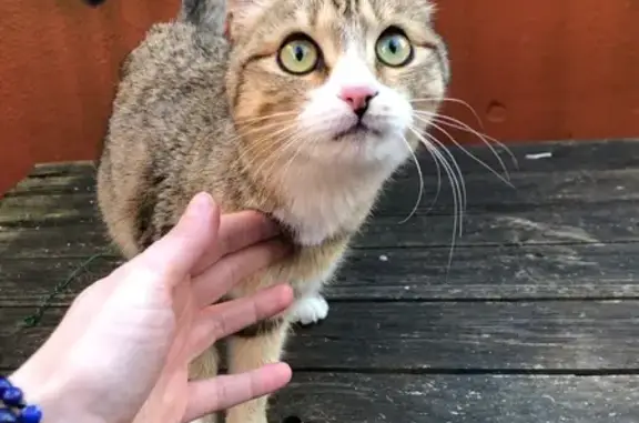 Chatte trouvée rue Saint-Georges, Montbéliard - photo