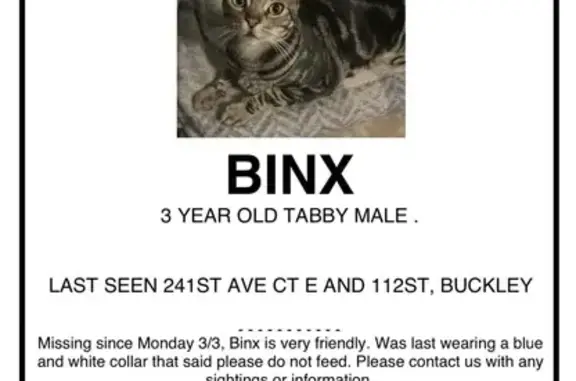 Lost Tabby Cat in Buckley - Help Find Him!