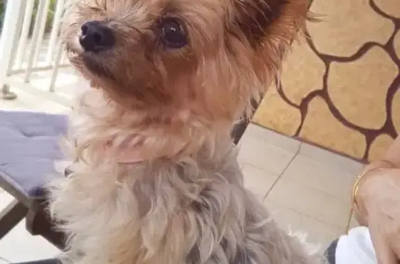 Yorkshire terrier perdu, collier rose, Lamentin - photo