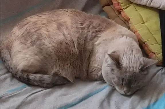 Chat perdu, Champigny-sur-Marne, photo: Chatte crème perdue à Champigny-sur-Marne