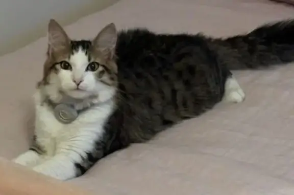 Animaux perdus Pusignan, photo: Chat tigré 8 mois perdu à Pusignan