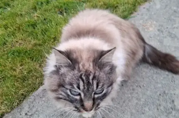 Chat trouvé Bécon-les-Granits, photo: Chat crème trouvé à Bécon-les-Granits