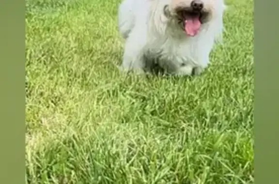 Chien perdu , photo : Chien perdu : Bichon maltais Lilou, 9 ans