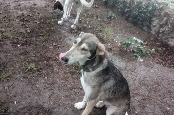Chien perdu Évreux, photo : Chienne eurohound craintive perdue à Évreux