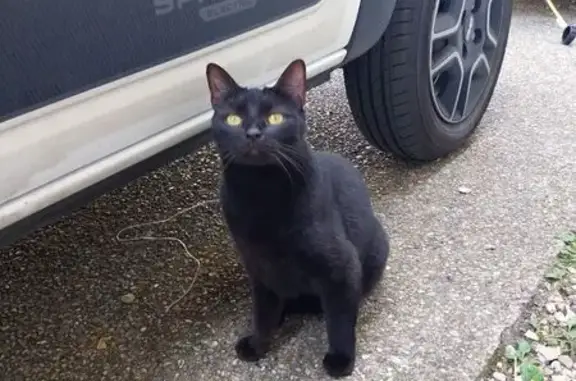Animaux perdus Chilly-Mazarin, photo: Chatte noire 2 ans disparue à Chilly-Mazarin