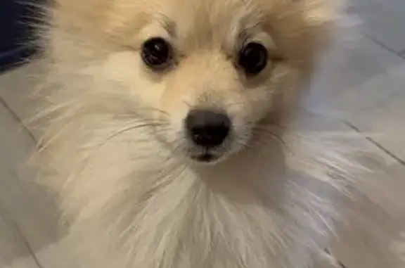 Lost 4lb Cream Pomeranian in Goodyear