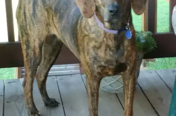 Help Find Missing Plott Hound in Franklin