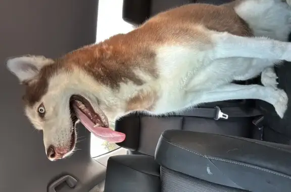 Found Male Red Husky: Blue Eyes in Miami