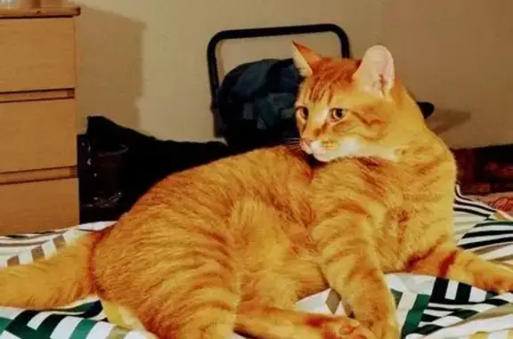 Lost Orange Tabby: Friendly, 3-Year-Old Male