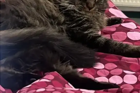 Animaux trouvés , photo: Chatte maine coon tigrée trouvée à Rennes