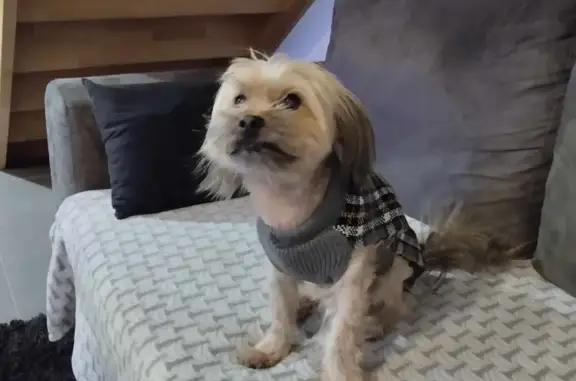 Chien de 12 ans perdu à Fagnières - photo