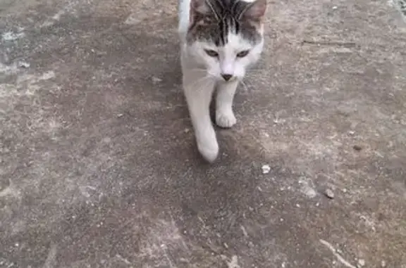 Chat trouvé à Sisteron, Rue des Combes - photo