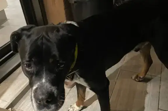 Chien trouvé à Gien, collier jaune - photo