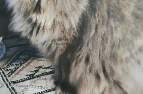 Chat perdu : Lolette, grise, 6kg, Arcachon - photo