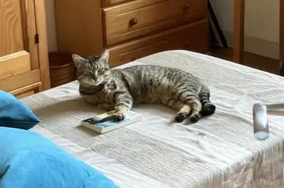 Chat Européen tigré perdu à Brest - photo