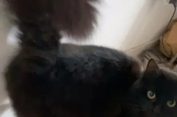 Animaux perdus Dourges, photo: Chatte noire perdue à Dourges